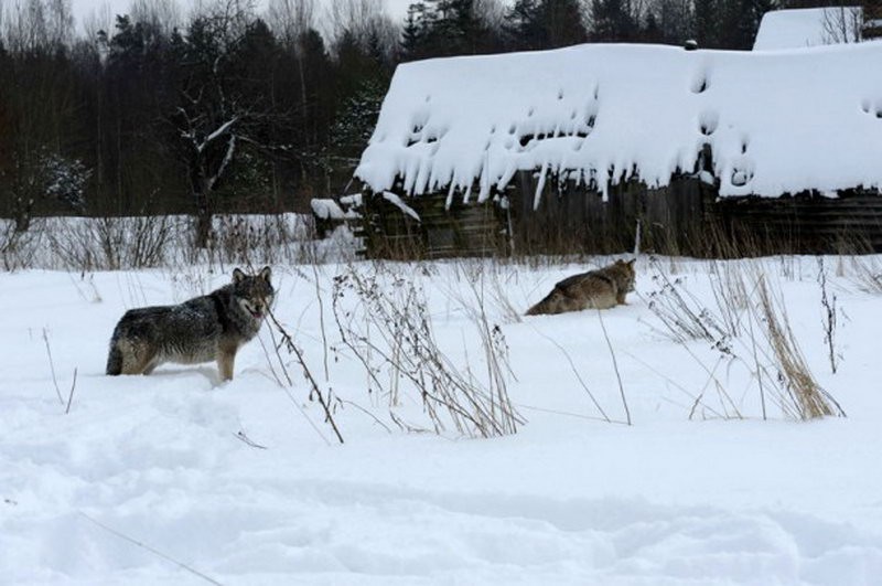 Почуяли кровь: в п.Ракпас Княжпогостского района волки загрызли шесть собак