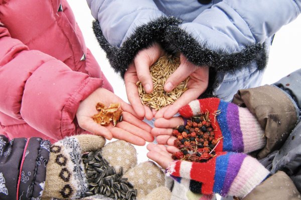 Экологи призывают жителей Коми кормить зимой птиц