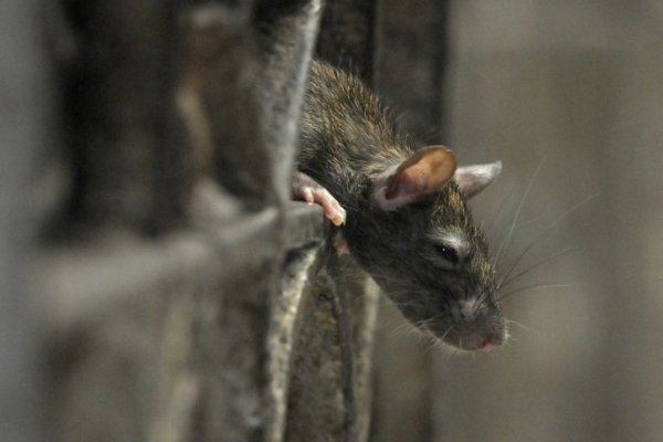 В Коми крысы и мыши за полгода покусали 10 человек