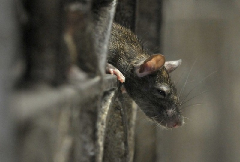 В Коми крысы и мыши за полгода покусали 10 человек