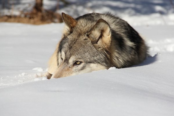 С начала года в Коми добыли 13 волков
