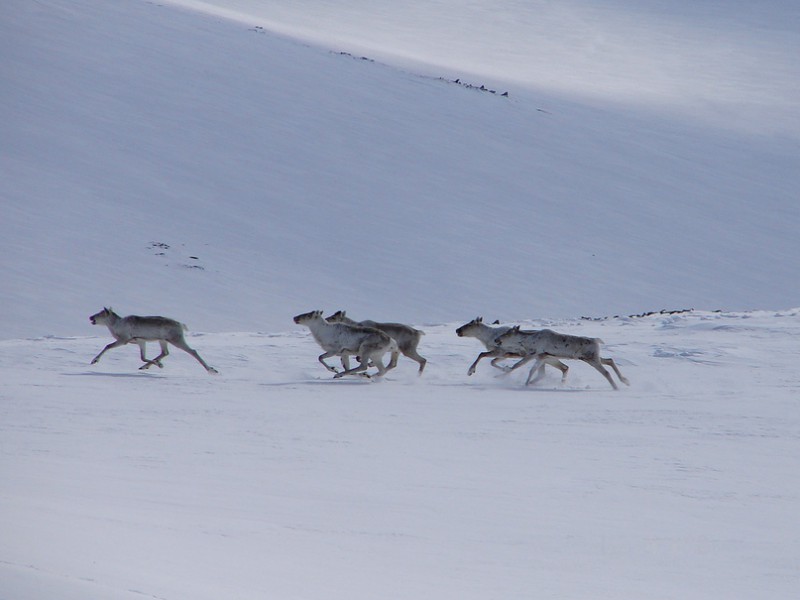Туристов в Коми призывают не "гонять" дикого северного оленя 
