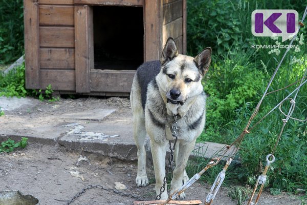 В Коми придется строить приюты для бездомных животных 