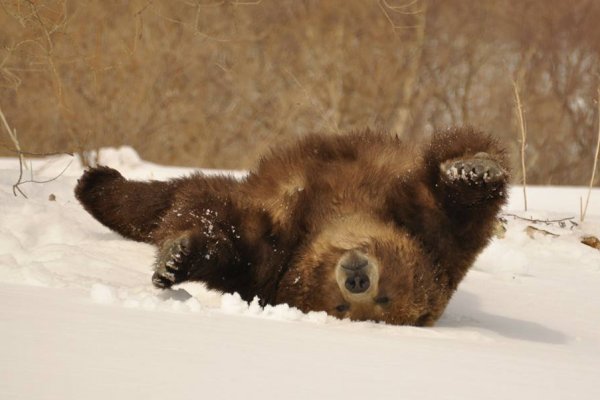 В Коми медведи после спячки по привычке вернутся перекусить на свалки