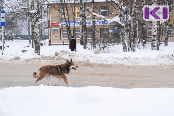 Зоозащитники Ухты призывают горожан выйти на отлов собак самостоятельно