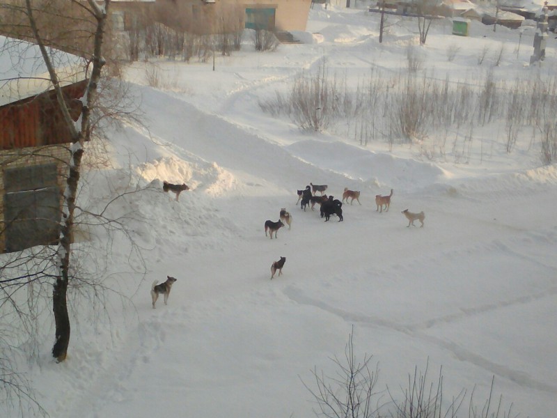 Единороссы взялись за бродячих собак в поселке Жешарт Усть-Вымского района
