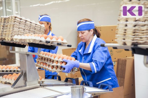 Объемы производства куриного мяса и яиц в Коми искусственно сдерживали
