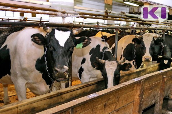 В Койгородском районе появилась новая семейная ферма на 100 голов крупного рогатого скота

