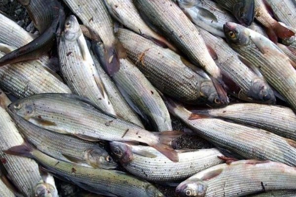 В Вуктыле и Печоре расследуются уголовные дела по фактам незаконной ловли рыбы в нацпарке 