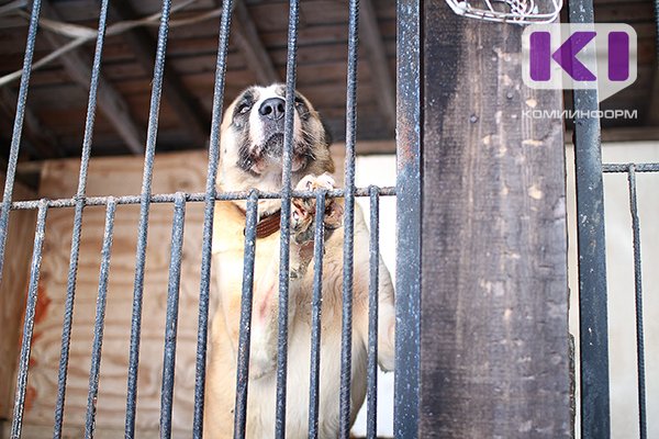В Сыктывдинском районе отловят более 20 безнадзорных собак


