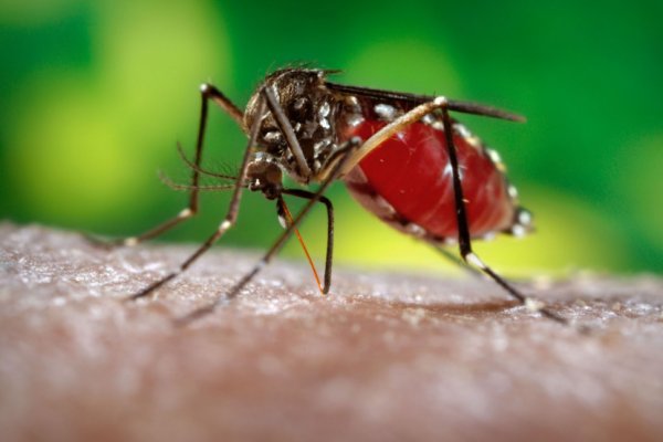 Численность комаров в Коми этим летом превысит прошлогоднюю