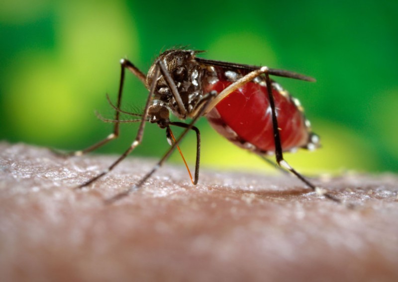 Численность комаров в Коми этим летом превысит прошлогоднюю