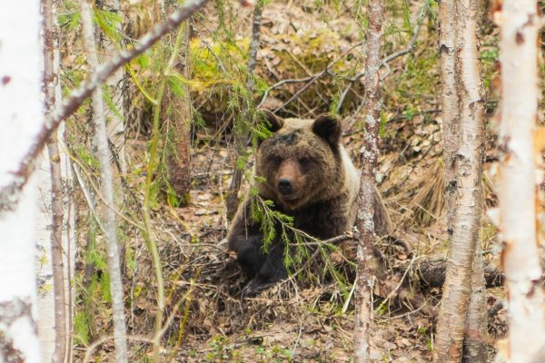В Коми медведь на обочине попал в объектив фотокамеры