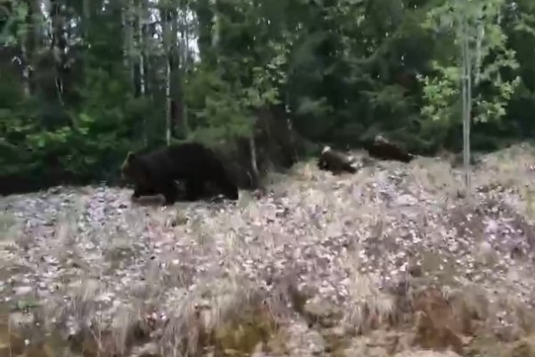 На трассе под Ухтой семья с детьми встретила медведицу с медвежатами