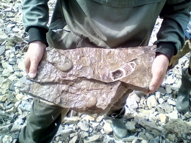 Ученые-геологи Коми ищут древности в "Тёплом море Тимана"

