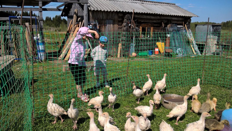 Люди труда: семья Лебедевых занялась разведением птиц 