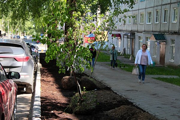 В Сыктывкаре приступили к высадке крупномерных деревьев