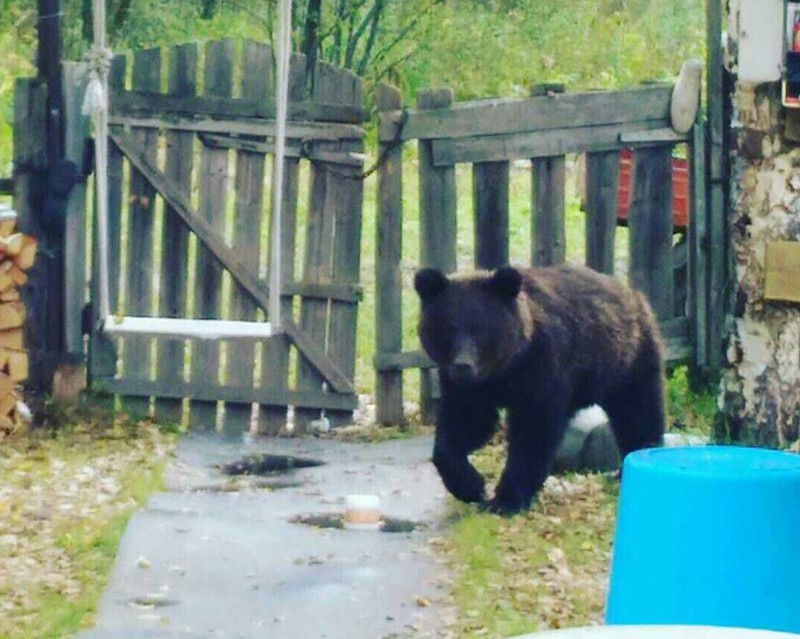 В Печоре собака отстояла двор от медведя