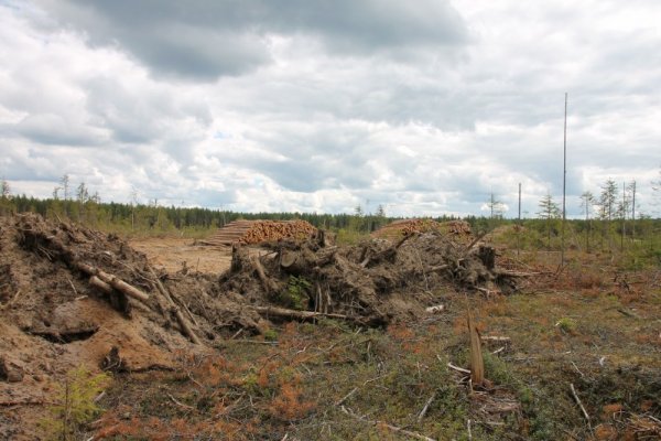 У деревни Граддор в Коми вырубили сосновый лес