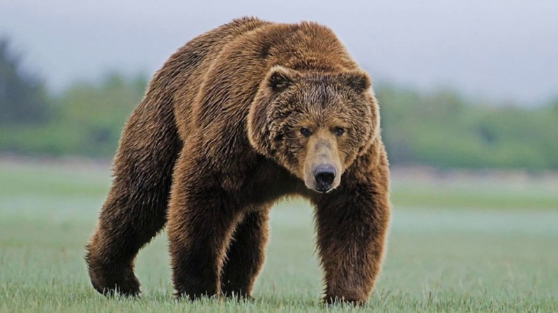В Усинске разрешено отстрелить двух медведей