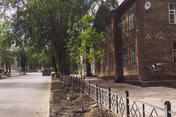 Исторический центр Сыктывкара украсили 76 кленов и лип