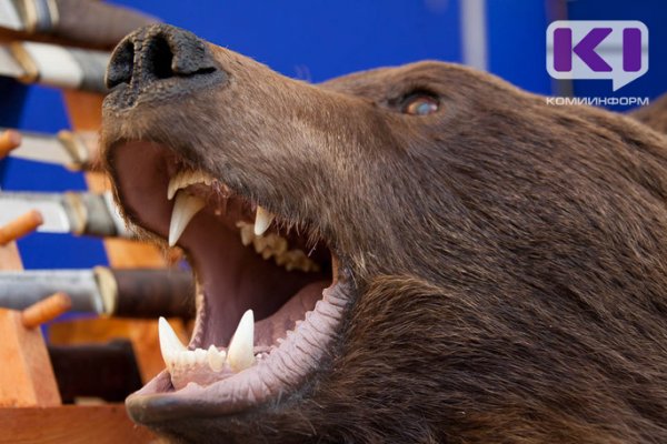 Бюрократия спасла: медведь под Сыктывкаром успел доесть лося и уйти в лес