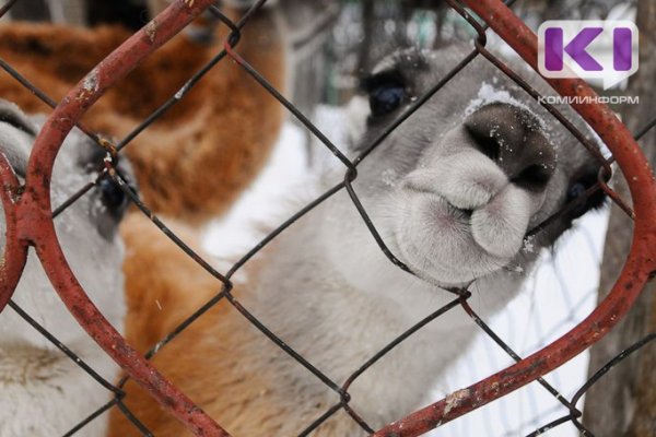 Новые нормы содержания животных установили для зоопарков России

