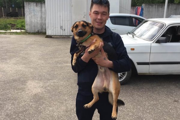 Пса из Салехарда, который отстал от поезда в Микуне, забрали домой хозяева