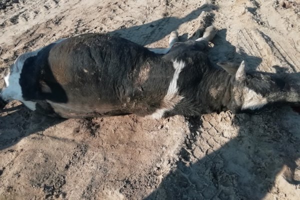 В Сизябске на дороге обнаружили сбитого бычка 