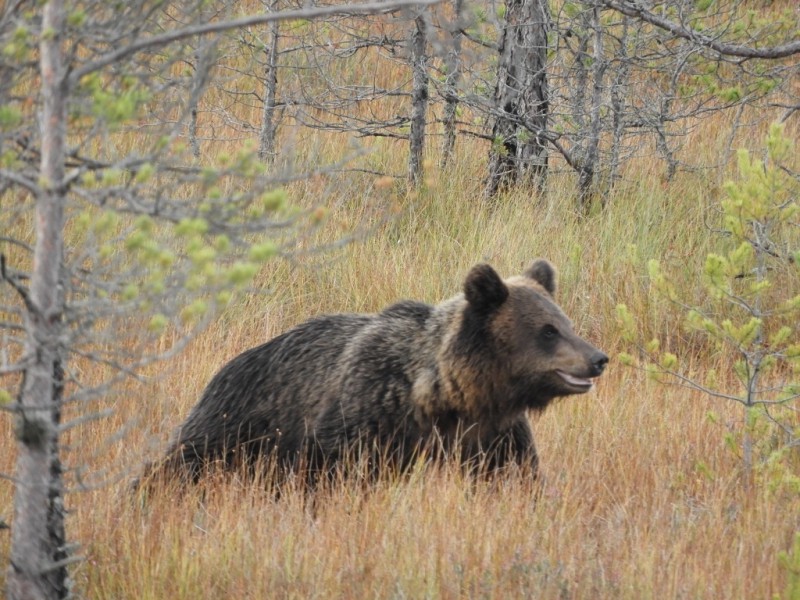 В поселок Подзь Койгородского района пришел медведь