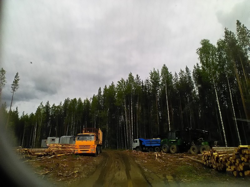 Заготовка древесины в 6 км от Чиньяворыка легальная - Минприроды Коми  