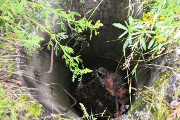 В Печоре спасли собак, сброшенных в трехметровый колодец