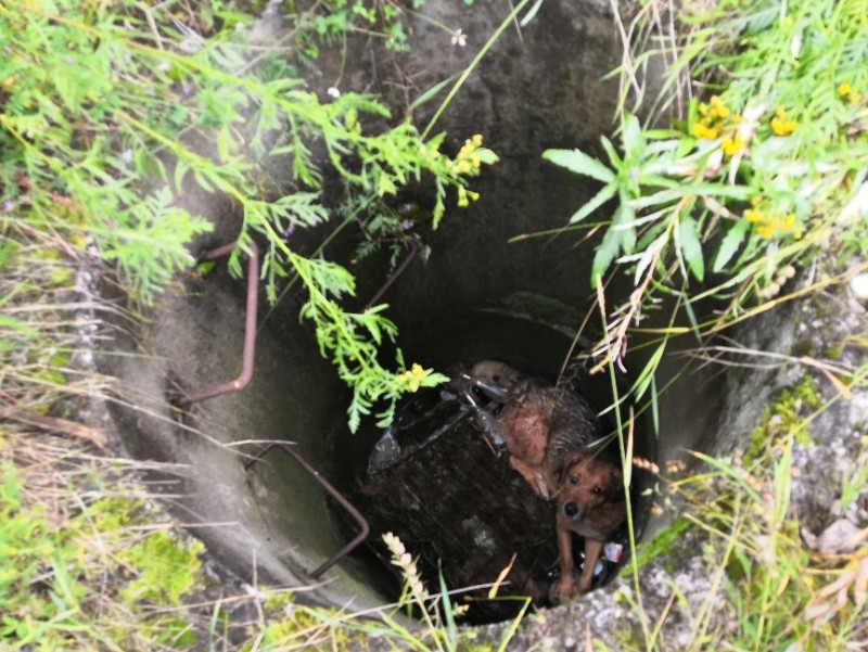 В Печоре спасли собак, сброшенных в трехметровый колодец