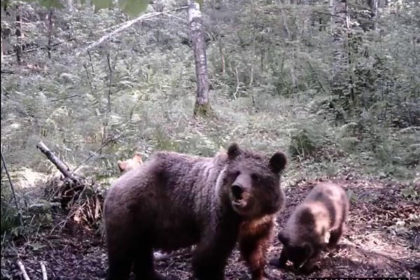 В Усть-Вымском районе замечены волки и медведица с медвежатами
