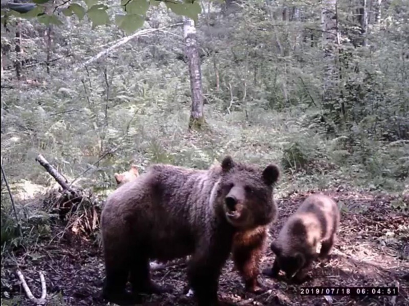 В Усть-Вымском районе замечены волки и медведица с медвежатами