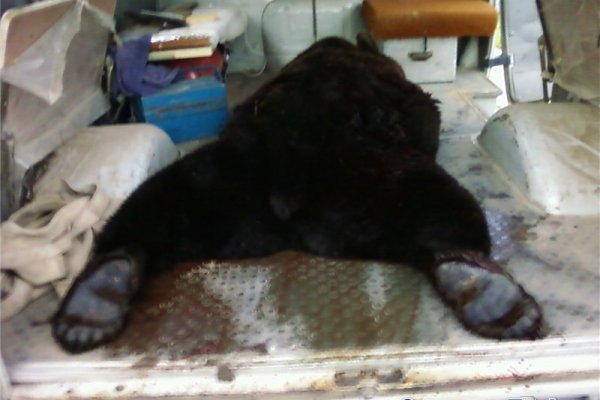 Минприроды Коми подписало новый приказ об отстреле пяти медведей 