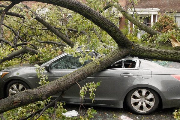 Управляющая компания заплатит водителю более 200 тысяч рублей за упавшее на машину дерево
