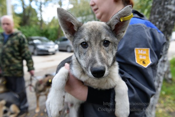 В Сосногорске отловят 44 безнадзорных собак