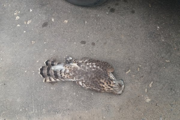 Жители Коми сообщают о массовой гибели птиц 