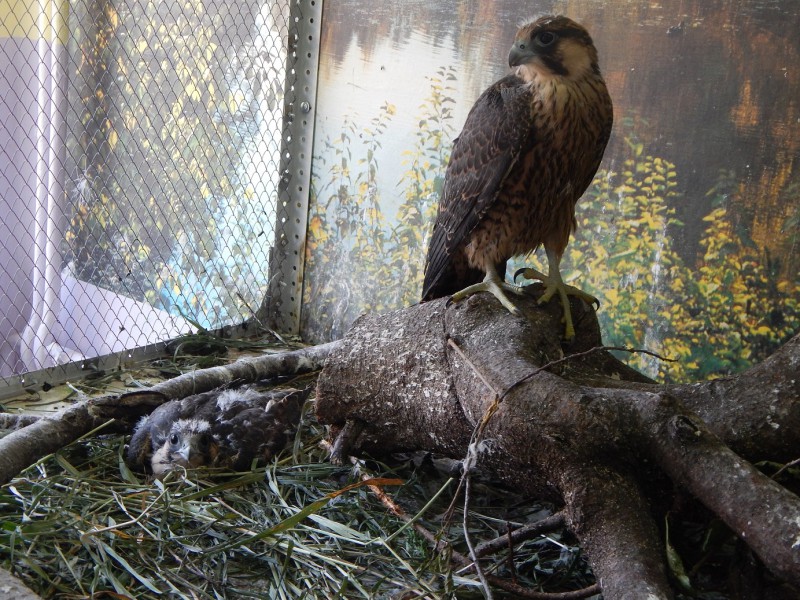 Три года лишения свободы и миллионный штраф грозит петербуржцу, добывшему в Воркуте редких птиц