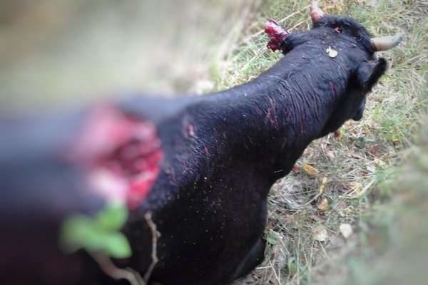 В с.Глотово Удорского района жертвами медведя стали фермерские корова и теленок