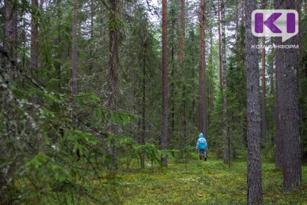 Спасатели ищут заночевавшую в лесу корткеросскую пенсионерку 