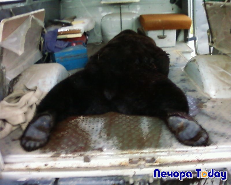 В Усинске в рамках регулирования численности отстрелили медведя