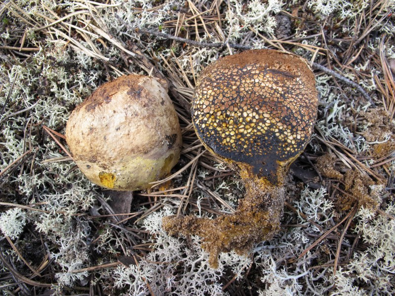 В Коми ученые-биологи ежегодно находят несколько десятков новых грибов
