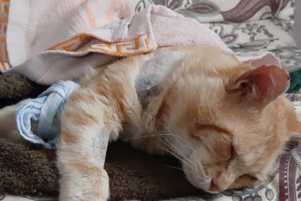 В Сыктывкаре неизвестные обстреляли бездомного кота