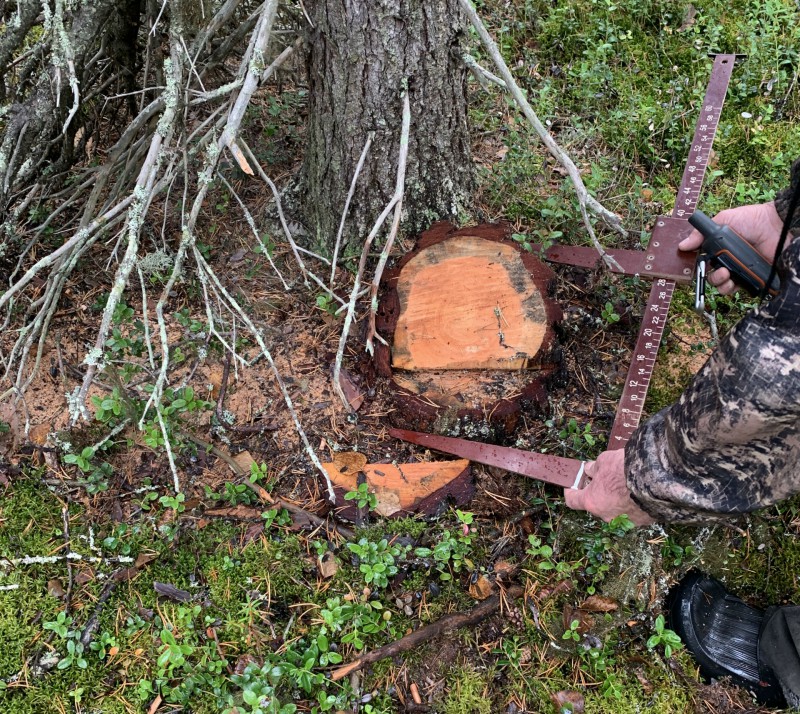 "Черные" лесорубы спилили 20 сосен у печорского поселка Озерный 
