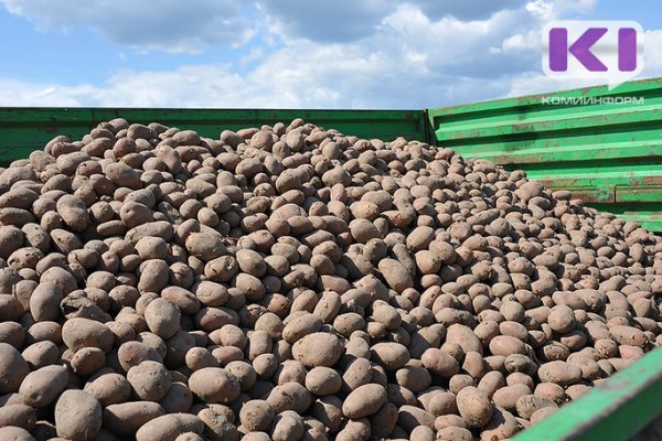 В Корткеросском районе задержаны похитители урожая с картофельного поля