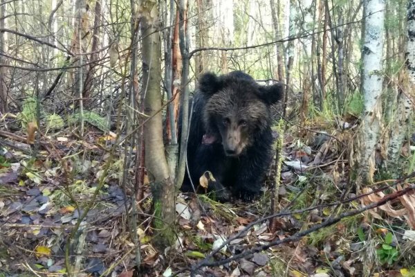 Спасти не удалось: под Ухтой неизвестные добили раненного медвежонка