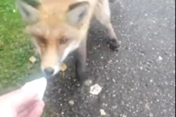 В Микуне лисы подходят к городу и кормятся с рук местных жителей