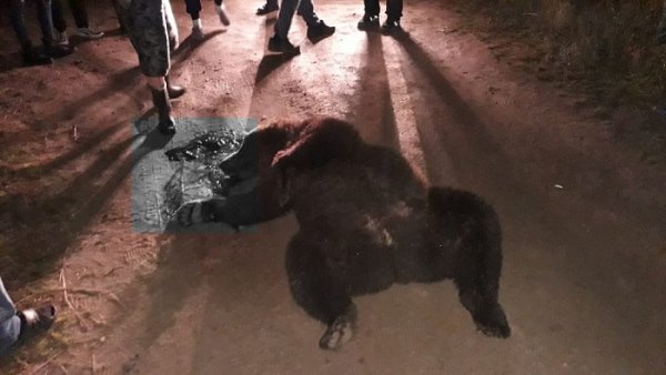 В Коми с начала года добыто семь медведей 